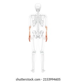 Skeleton Forearms Human ulna, radius, hand back view with partly transparent bones position. Anatomically correct realistic flat natural color concept Vector illustration isolated on white background