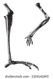 Skeleton of the foreleg from Kangaroo, vintage engraved illustration. From Deutch Vogel Teaching in Zoology.
