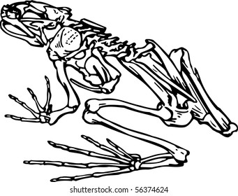 frog skeleton clipart