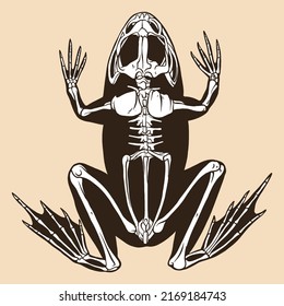 Skeleton frog vector illustration animal