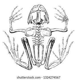 Frog Skeleton Images, Stock Photos & Vectors | Shutterstock