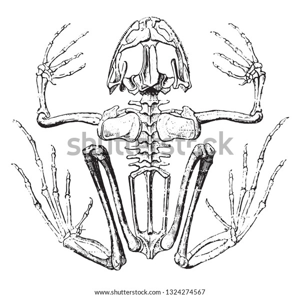 Skeleton Frog Vintage Engraved Illustration Zoology Stock Vector ...