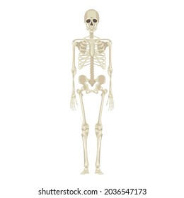 Skeleton Full Length Front View. Vector Anatomical Flat Illustration