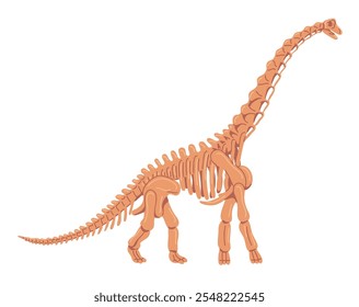 Skeleton of a giant Brachiosaurus. Herbivorous dinosaur of the Jurassic period. Long-necked lizard. Archeology and paleontology. Flat vector illustration isolated on white