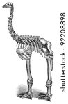 Skeleton Giant moa (Dinornis) / vintage illustration from Meyers Konversations-Lexikon 1897