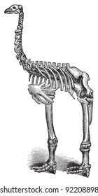 Skeleton Giant moa (Dinornis) / vintage illustration from Meyers Konversations-Lexikon 1897