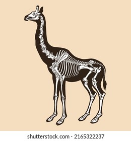 Skeleton giraffe vector illustration animal