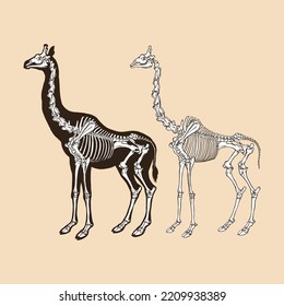 Dibujo del vector Skeleton giraffe animal