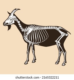 Skeleton goat vector illustration animal