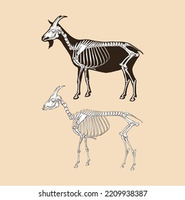 Skeleton goat vector illustration animal