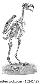 Skeleton of the Golden Eagle, vintage engraved illustration. From Deutch Vogel Teaching in Zoology.
