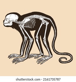 Skeleton golden headed lion tamarin vector illustration animal