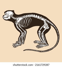 Skeleton gray langur vector illustration animal