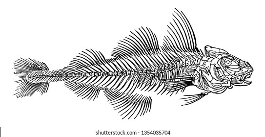 Skeleton of a Haddock which is a modified form of the coracoid bone vintage line drawing or engraving illustration.