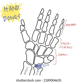 Skeleton hand bone drawing education medical 