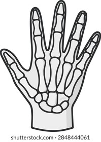 Skeleton hand bones x