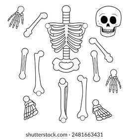 Skeleton, hand drawn, all parts separated and ready for use