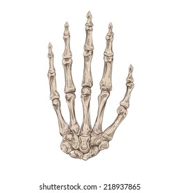 Skeleton hand, vector illustration