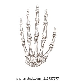 Skeleton hand, vector illustration