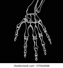 Skeleton hand vector  Sketch and hand bones isolated black background 