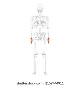 Skeleton Hands Human back Posterior dorsal view with partly transparent bones position. Anatomically correct carpals, wrist. 3D realistic flat natural color concept Vector illustration isolated