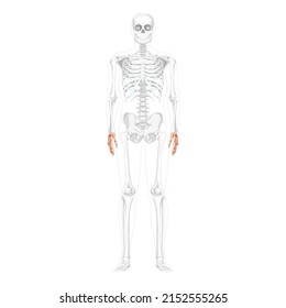 Skeleton Hands Human front Anterior ventral view with partly transparent bones position. Set of carpals, wrist, phalanges. 3D realistic flat Vector illustration of anatomy isolated on white background