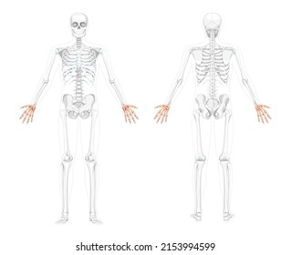 Skeleton Hands Human front back view with two arm poses with partly transparent bones position. Carpals, wrist 3D realistic flat concept Vector illustration of anatomy isolated on white background