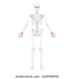 Skeleton Hands Human front view with two arm poses with partly transparent bones position. Carpals, wrist, metacarpals, phalanges. 3D realistic flat concept Vector illustration of anatomy isolated