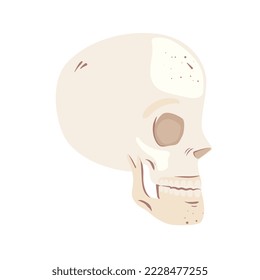 skeleton head profile isolated icon
