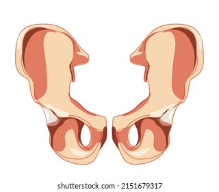 Skeleton hip bone os coxae, innominate, pelvic coxal bone Human front anterior view. Set of 3D realistic flat natural color concept Vector illustration of anatomy isolated on white background