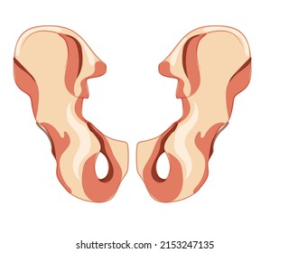 Skeleton hip bone os coxae, innominate, pelvic coxal bone Human back view. Set of Anatomically correct 3D realistic flat natural color concept. Vector illustration of anatomy isolated white background