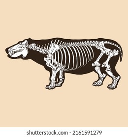 Skeleton hippopotamus vector illustration animal