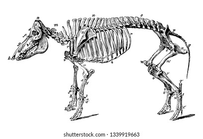 Skeleton Hog Any Animals Genus Sus Stock Vector (Royalty Free ...