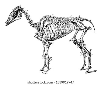 Skelett eines Hahns ist eines der Tiere der Gattung Sus vintage Linie Zeichnung oder Gravitation Illustration.