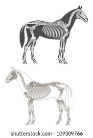 Skeleton Horse