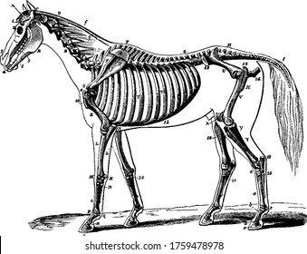 The skeleton of a horse, showing its relation to the contour of the animal, viewed laterally, vintage line drawing or engraving illustration.