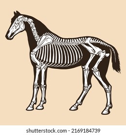 Dibujo del vector del caballo esqueleto animal