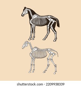 Skeleton horse vector illustration animal