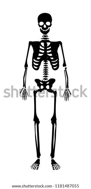 Skeleton Human Anatomy Vector Halloween Black Stock Vector (Royalty ...