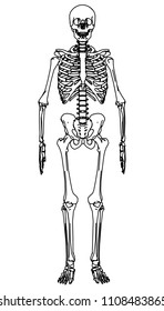 Skeleton human anatomy.  Vector skeleton isolated on white