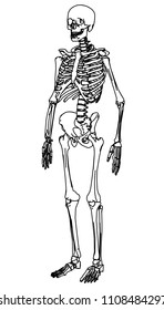 Skeleton human anatomy.  Vector skeleton isolated on white