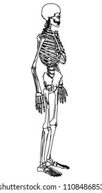 Skeleton human anatomy.  Vector skeleton isolated on white