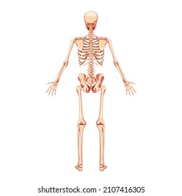 Skeleton Human back posterior view. Realistic flat natural color concept Anatomical physiology Vector illustration of anatomy isolated on white background for medical atlas or educational textbook.