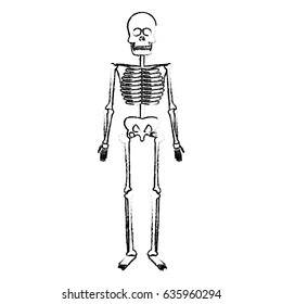 skeleton human body bones medical