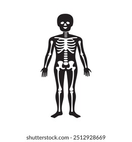 Skeleton, Human body, skeleton, Skeletal system, illustration