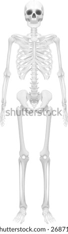 Skeleton, Human body, skeleton, Skeletal system, illustration ,Mesh gradient wes