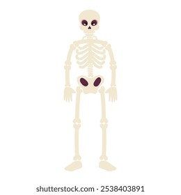 skeleton human bones isolated design