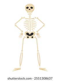 skeleton human bones isolated design