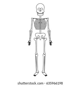 skeleton human bones skull medicine line