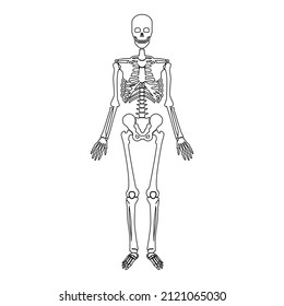 Skeleton human contour outline line icon black color vector illustration image thin flat style